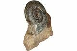 Free-Standing Fossil Ammonite (Hammatoceras) Pair - France #227339-3